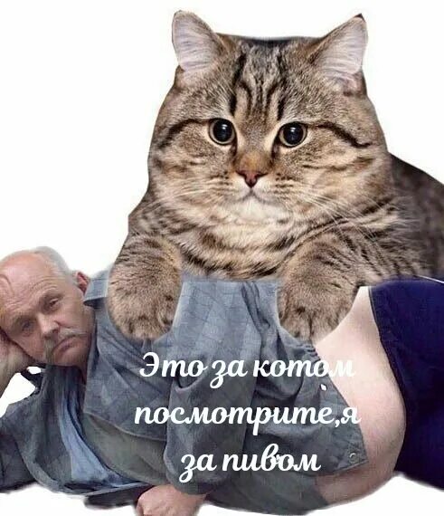 беньг беньг батя андрея в здание спасайте свои задницы, Мем Кот в шоке - Рисовач