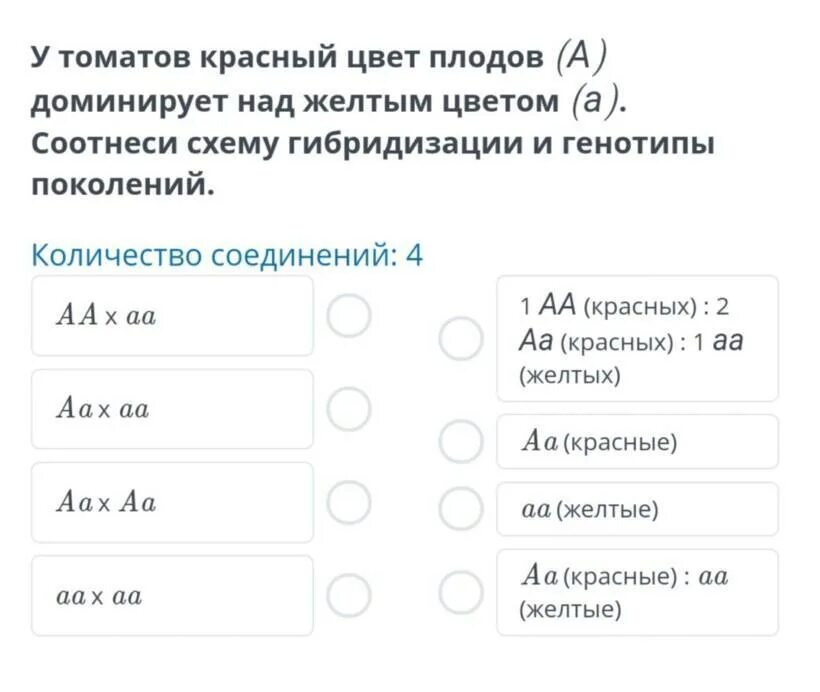 У томатов красная окраска доминирует над желтой. У томатов красный цвет плодов доминирует над желтым. У томатов красная окраска плода доминирует над желтой. У томатов красный окрас плода доминирует над желтым. У томатов красная окраска плодов.