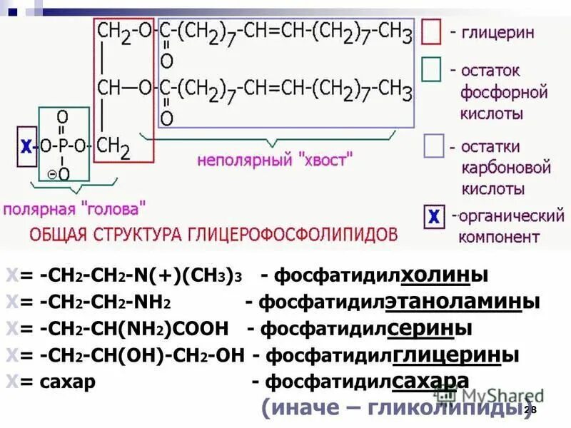 Х сн3 сн2 сн2 сн3. Х сн3 сн2 сн2 сн3