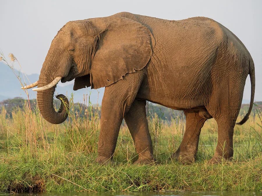 Elephant перевести. Слон несет. Слон несет львенка. Слониха несет львенка. Угадай слон.