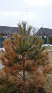 Весной желтеют сосны