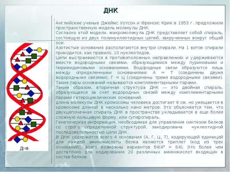 Комплементарность 2 цепей днк. Вторичная структура днк связи. Связи между цепями днк. Фрагмент днк состоит из 72. Полинуклеотидные цепи в молекуле днк удерживаются друг около друга.