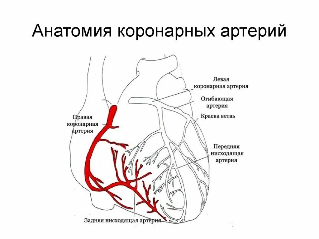 Сосуды сердца схема коронарография сосудов. Артерии сердца схема. Левая коронарная артерия коронарография. Сегменты коронарных артерий схема.