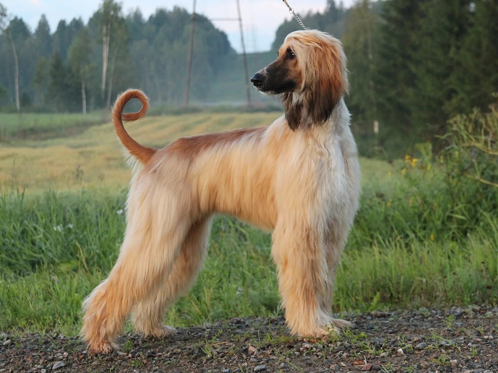 Афганская борзая астон. Золотистый ретривер. Афганская борзая, l (88173b). Породистые собаки и их названия. Афганская овчарка.