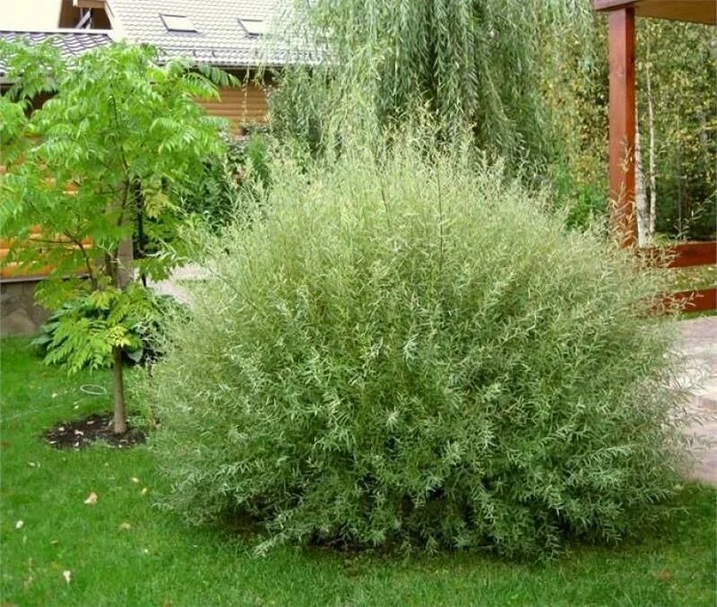 Ива ломкая "буллата" salix fragilis 'bullata'. Пышный куст. Ива хакуро нишики. Пышный куст. Ива ломкая bullata.