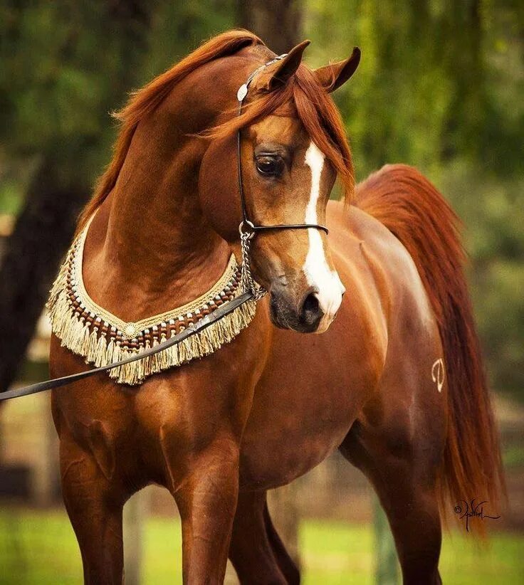 Horse Running Through A Dirt Field With Dirt On The Ground Background, Picture O