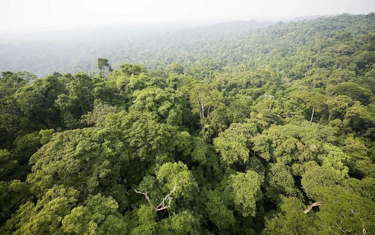 Люди живущие в экваториальном климате имеют уплощенный. Климат экваториальных лесов Сельва Южной Америки. Почвы сельвы в Южной Америке. Природный резерват гвианская Амазония. Вальдивские леса Южная Америка.