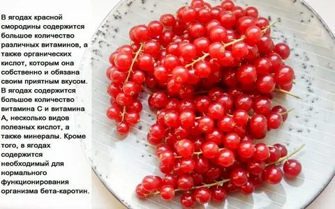 Польза красной смородины для организма человека
