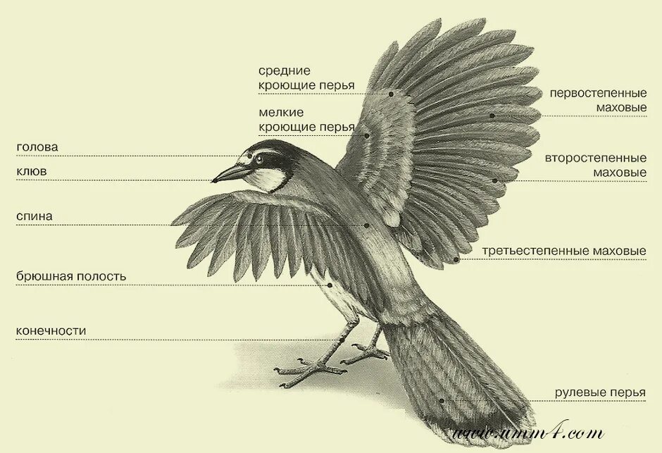 Наружное строение птицы. Схема внешнего строения птицы. Части тела птицы. Хвост птицы строение.