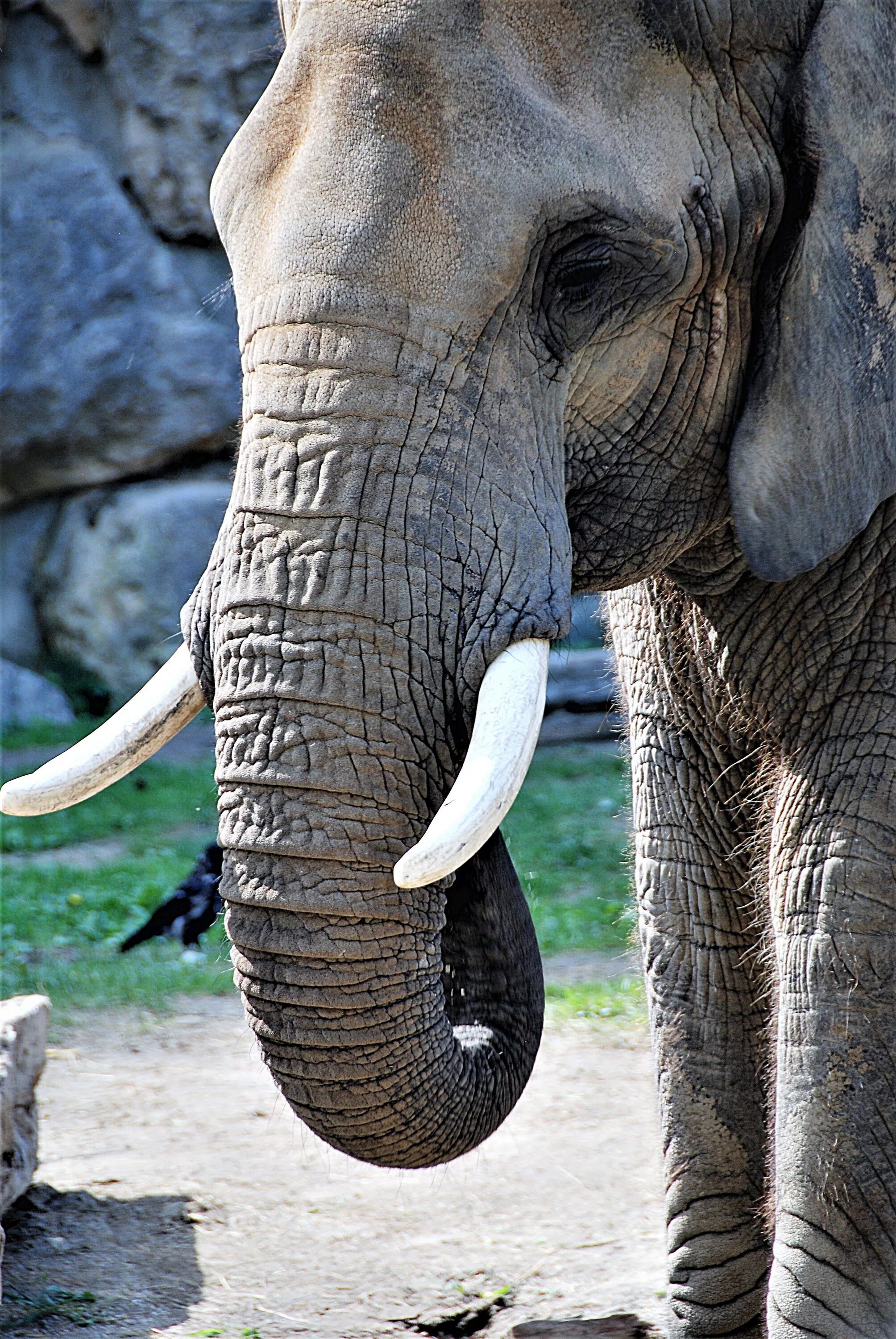 Elephant tusks. Хобот и бивни слона. Бивни африканского слона. Африканский слон Хобок. Слоны с бивнями.