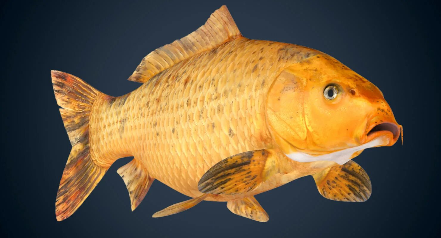 Рыбка золотого цвета. Golden Carp. Императорский Карп. Золотистый Карп. Золотой Карп рыба.