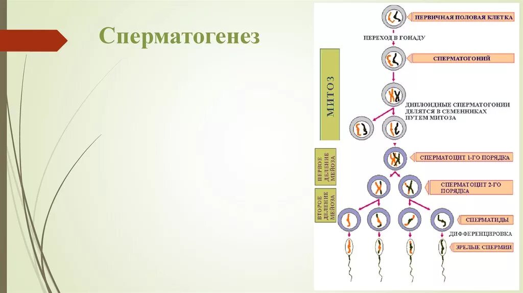 Образование женских половых клеток происходит. Сперматогенез строение мужских половых клеток. Первичная половая клетка сперматогонии. Первичные половые клетки в сперматогенезе. Клетки сперматогенеза.