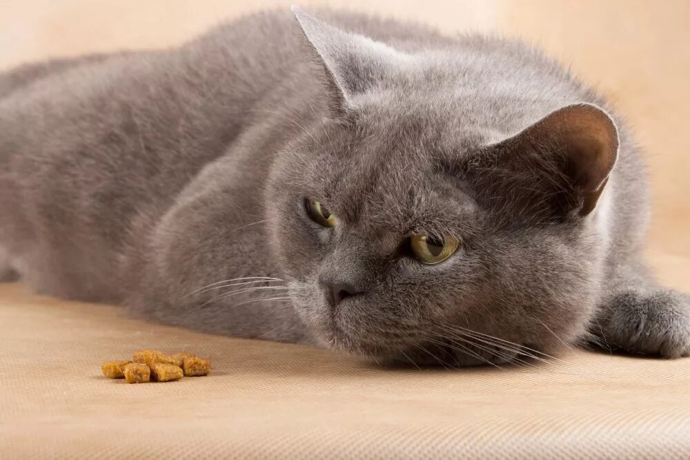 Отказ от еды у кошек. Британский кот лежит. Британский кот кушает. Кот британец ест. Британский кот откормленный.