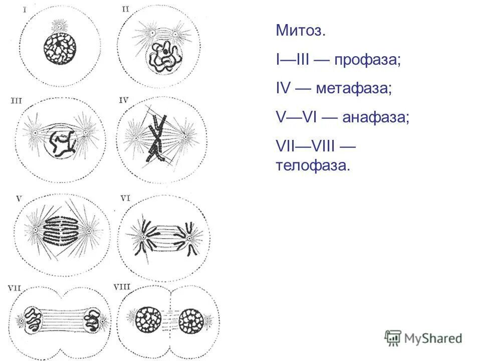 Характеристика профазы и метафазы митоза. Митоз профаза метафаза анафаза телофаза. фаза деления клетки метафаза. фазы митоза схема. схема профаза метафаза анафаза телофаза.