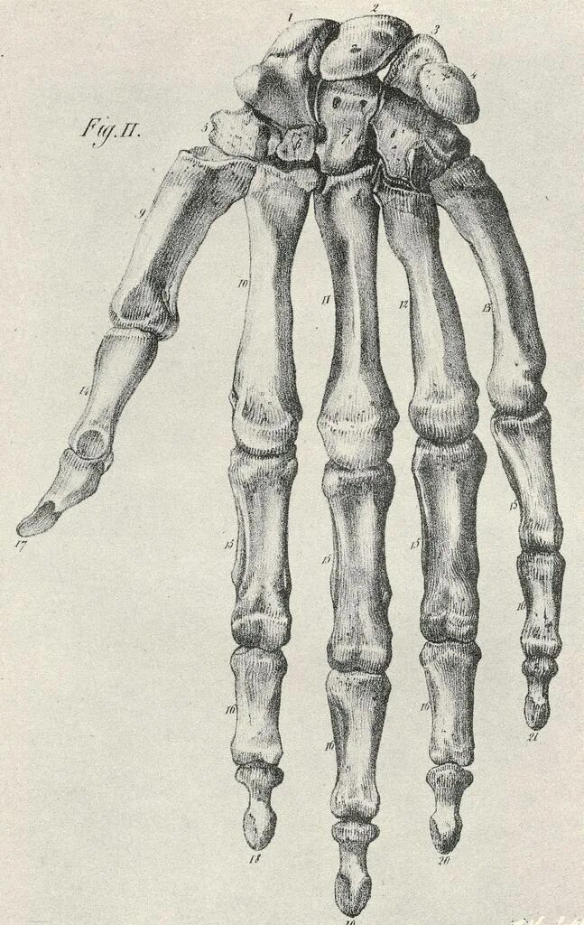 Баммес руки кости. Анатомия Баммес кисти рук. Скелет руки Баммес. Скелет кисти человека. Кости скелета рук