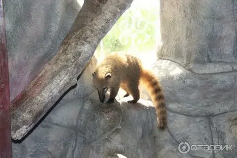 Животные севастополя