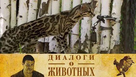 В мире животных канал