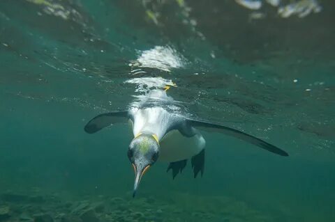 Closer to wildlife