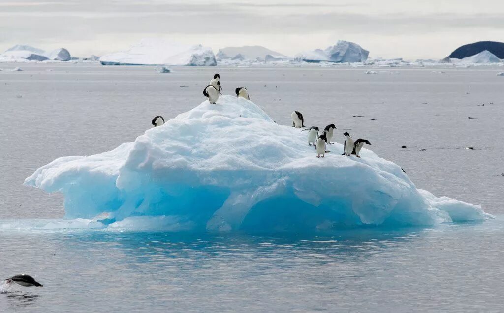 Антарктида материк пингвины. Айсберги Антарктиды пингвины. Белые медведи в Антарктиде. Антарктида белые медведи и пингвины. Антарктида вода ростов