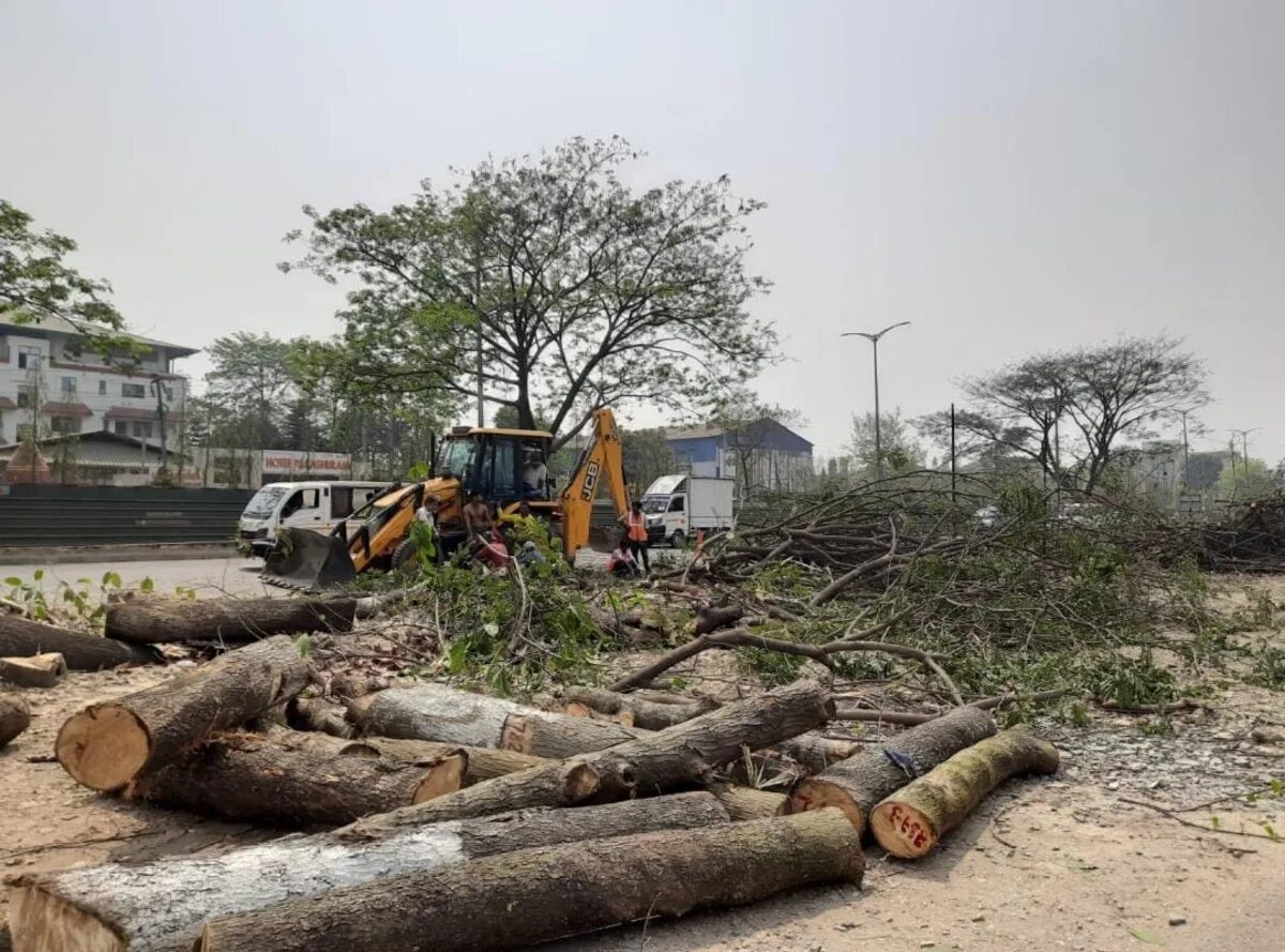 Нигерия обезлесение. Destroy trees. Destroy trees. Дерево гаркад иудейское дерево. Еврейское дерево гаркад.