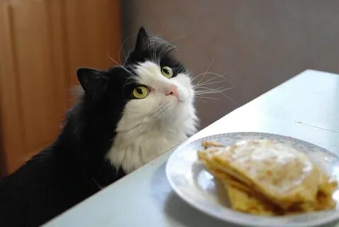 Котики с блинами картинки