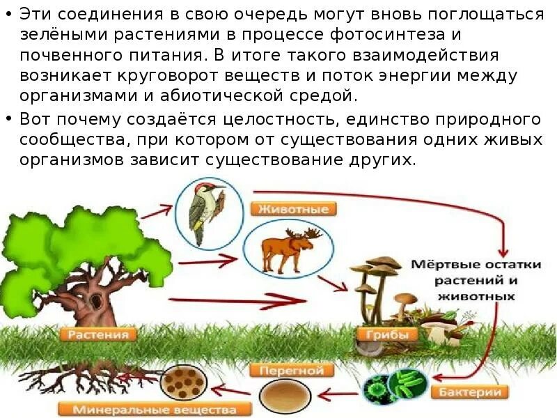 Какой план подойдет для характеристики природного сообщества