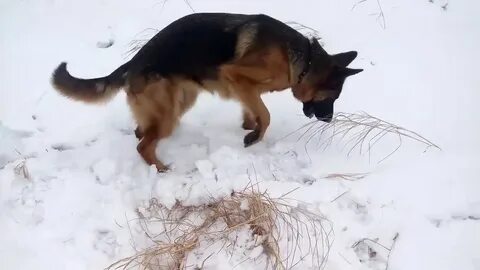 Щенок овчарки 8 месяцев