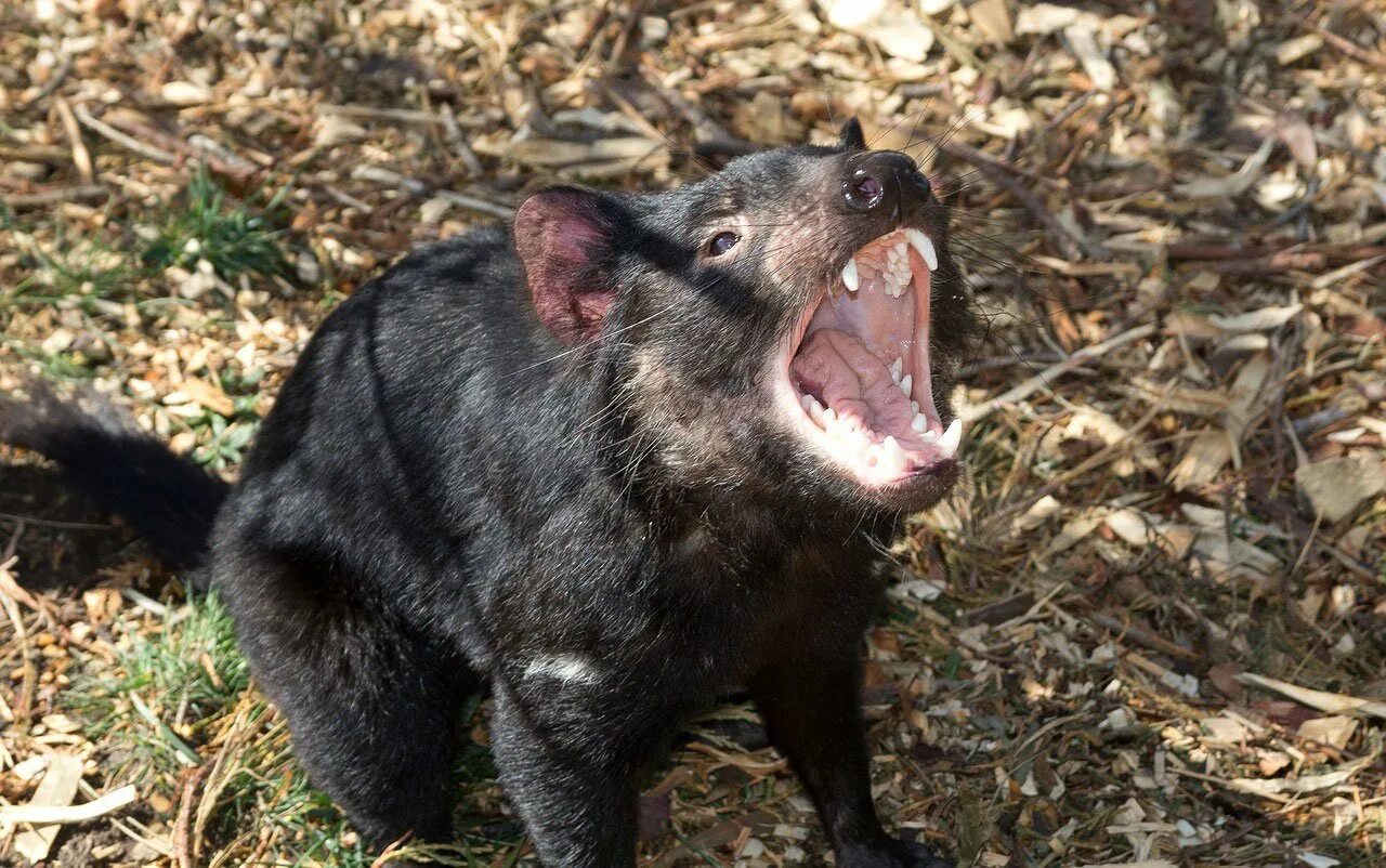 5 страшных зверей. Тасманский дьявол в Австралии. Тасманский сумчатый дьявол. Австралия животные тасманийские дьяволы.