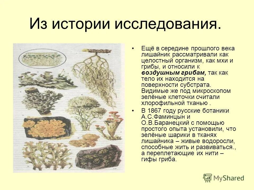 Лишайники презентация 7 класс биология