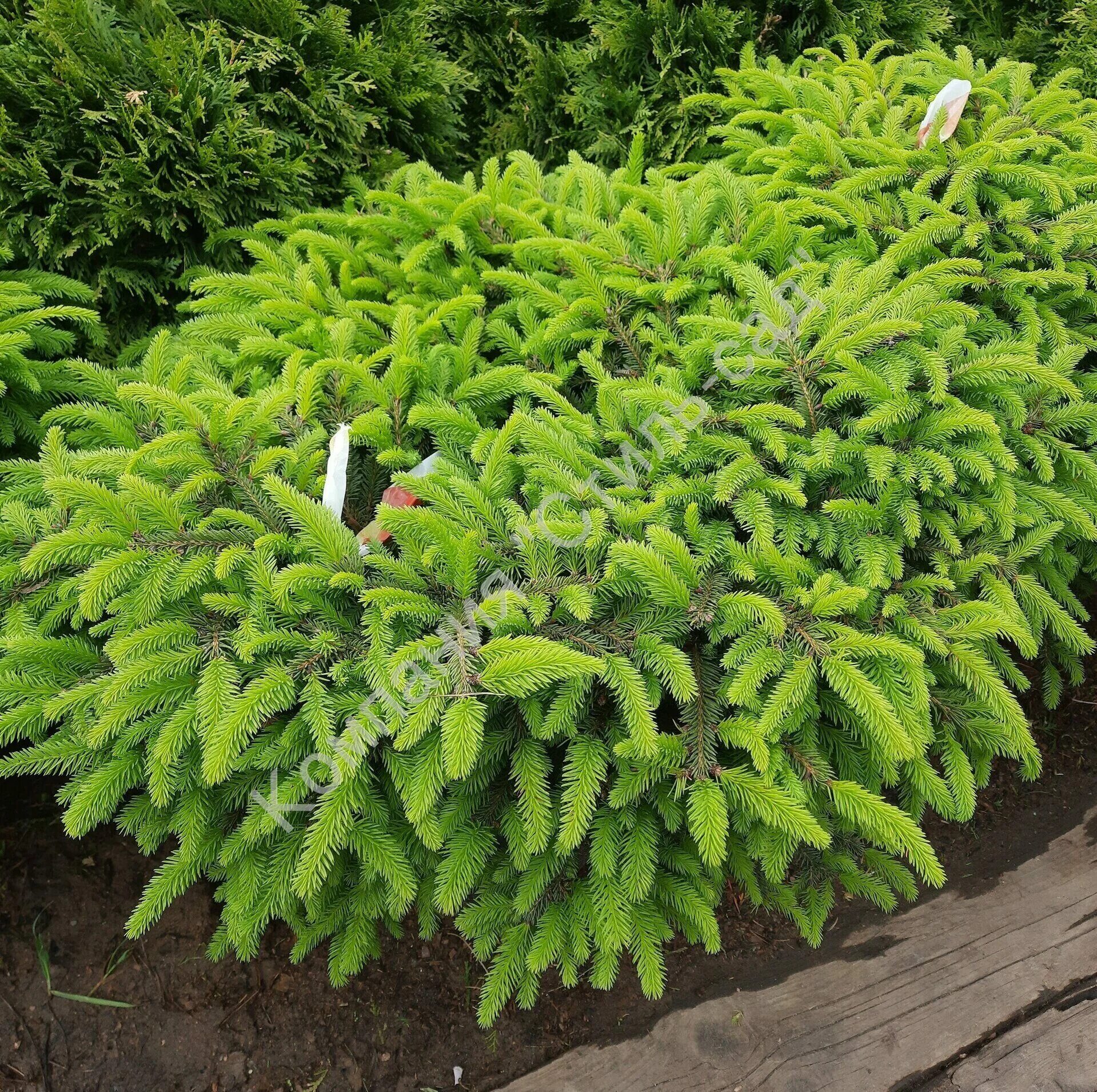 Ель акрокона пуш. Ель арну. Ель арну. Ель сербская picea omorika. Ель сибирская picea obovata.