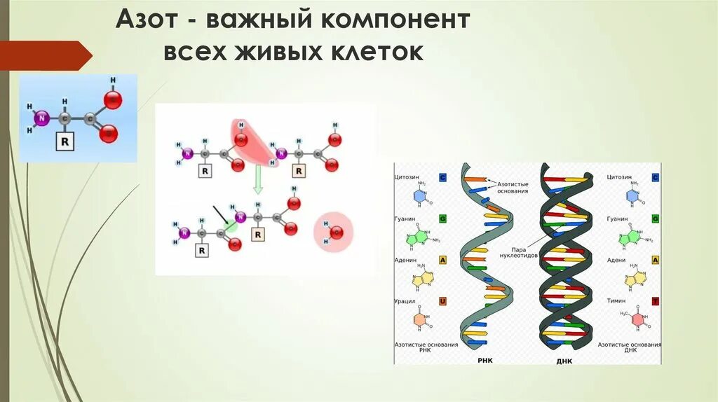 Ячейка азота. Азот в ДНК. Строение клетки азота. Клетки для фиксации молекулярного азота. Азот в составе живых организмов