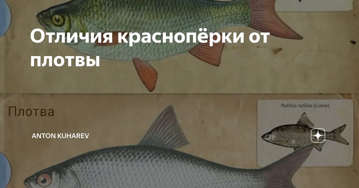 Красноперка и плотва различия. Плотва рыба и красноперка отличия. краснопёрка и плотва различия. плотва чебак красноперка отличия. отличие плотвы от красноперки.