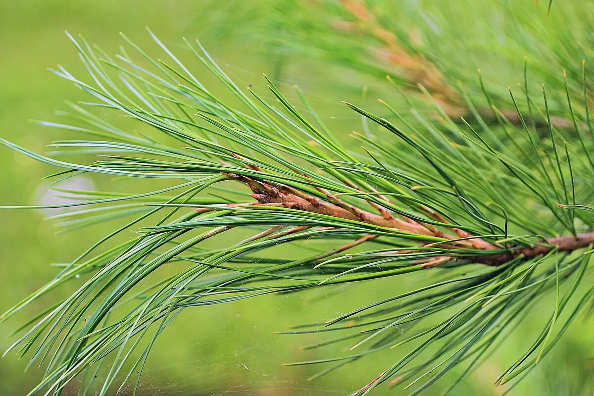 Сосна кедровая ветка. Ветка кедра фото. Ветка кедра фото. Сосна сибирская ветка. Ветка кедра фото.