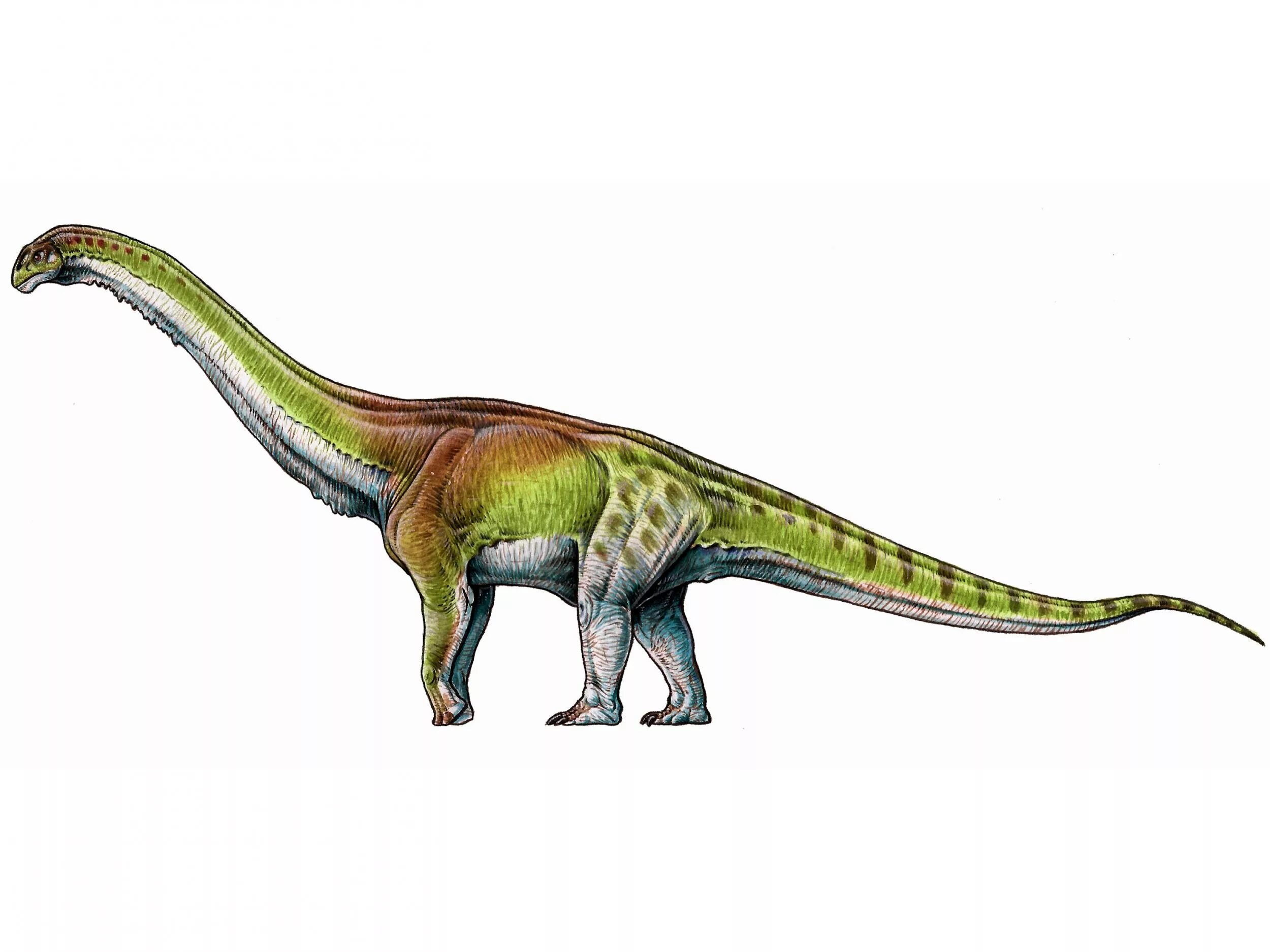 Самый травоядный динозавр. Patagotitan динозавр. Титанозавр зауропод. Патаготитан Майорум. Титанозавр Бревипароп.