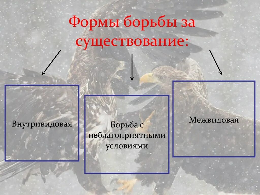 Формы борьбы за существование. Форма для борьбы. Движущие силы эволюции борьба за существование внутривидовая. Форма борьбы за существование форма внутривидовую. Формы борьбы для существования.