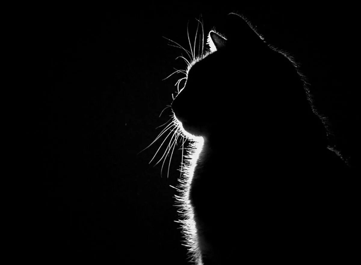 Контуры на черном фоне. Кошка на черном фоне. Силуэт на черном фоне. Черный кот на черном фоне. Силуэт кота на черном фоне.