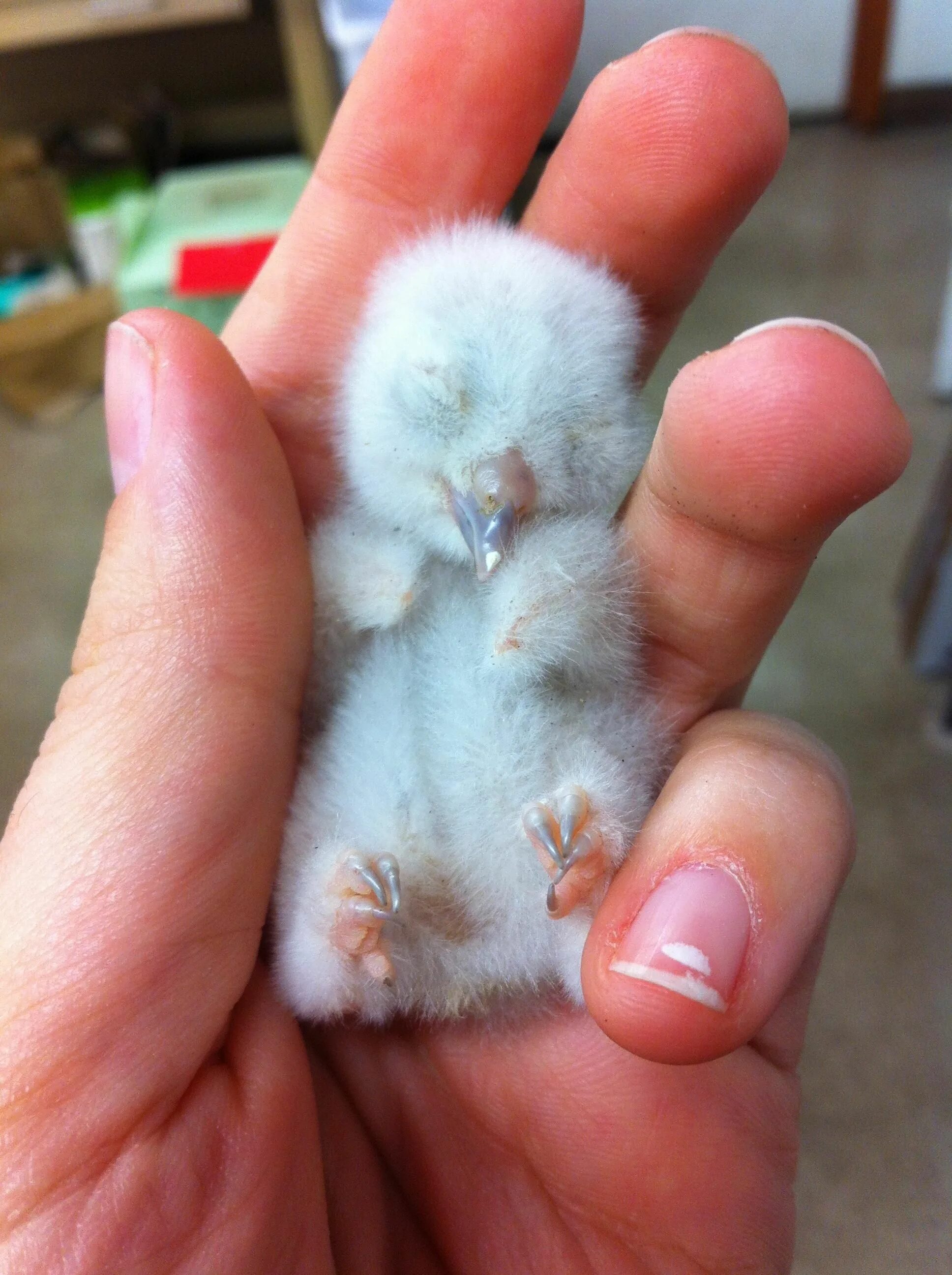 Птенец Сипухи. Совёнок Сипухи новорожденный. Новорожденные птенцы Совы. Маленький птенчик.