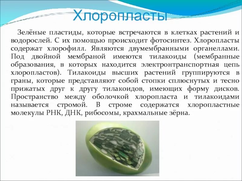 Хлорофилл у водорослей находится в. Хлорофилл в хлоропластах. хлоропласты водорослей. хлорофилл содержащийся в хлоропластах растений представляет собой. хлорофилл в клетках зеленых водорослей содержится в.