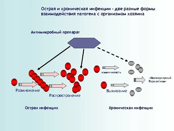 Обострения хронических заболеваний острых. Острая и хроническая инфекция. Острые и хронические заболевания. Синтрофия микроорганизмов.