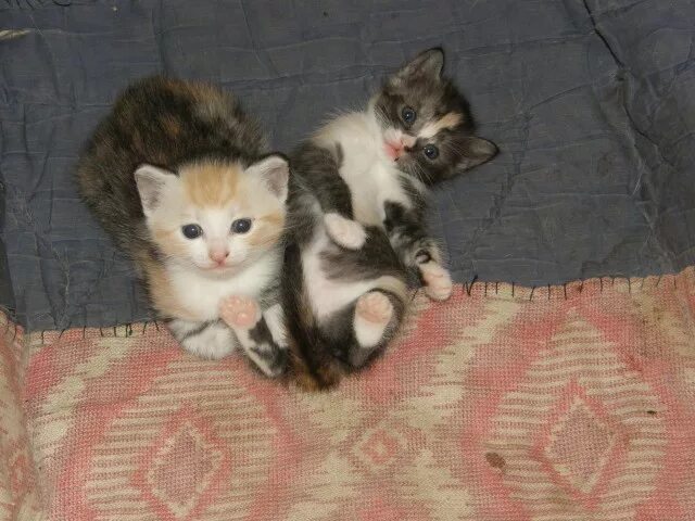 добрые руки череповец. муркоша новосибирск приют. добрые руки череповец. добрые руки череповец. катя котенок.