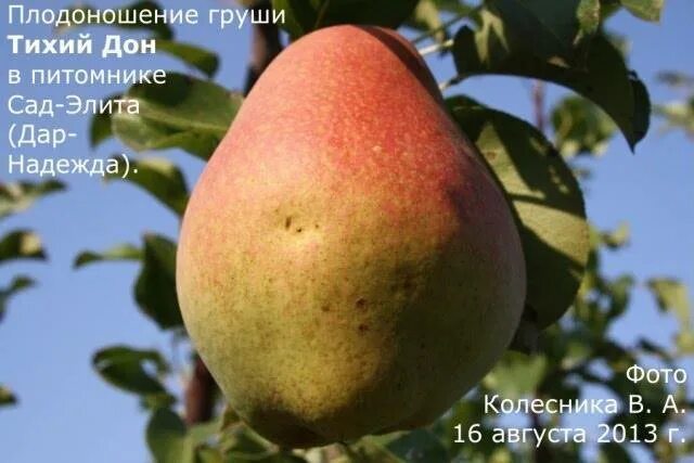 Груша эрика Фитостудия-63.ру