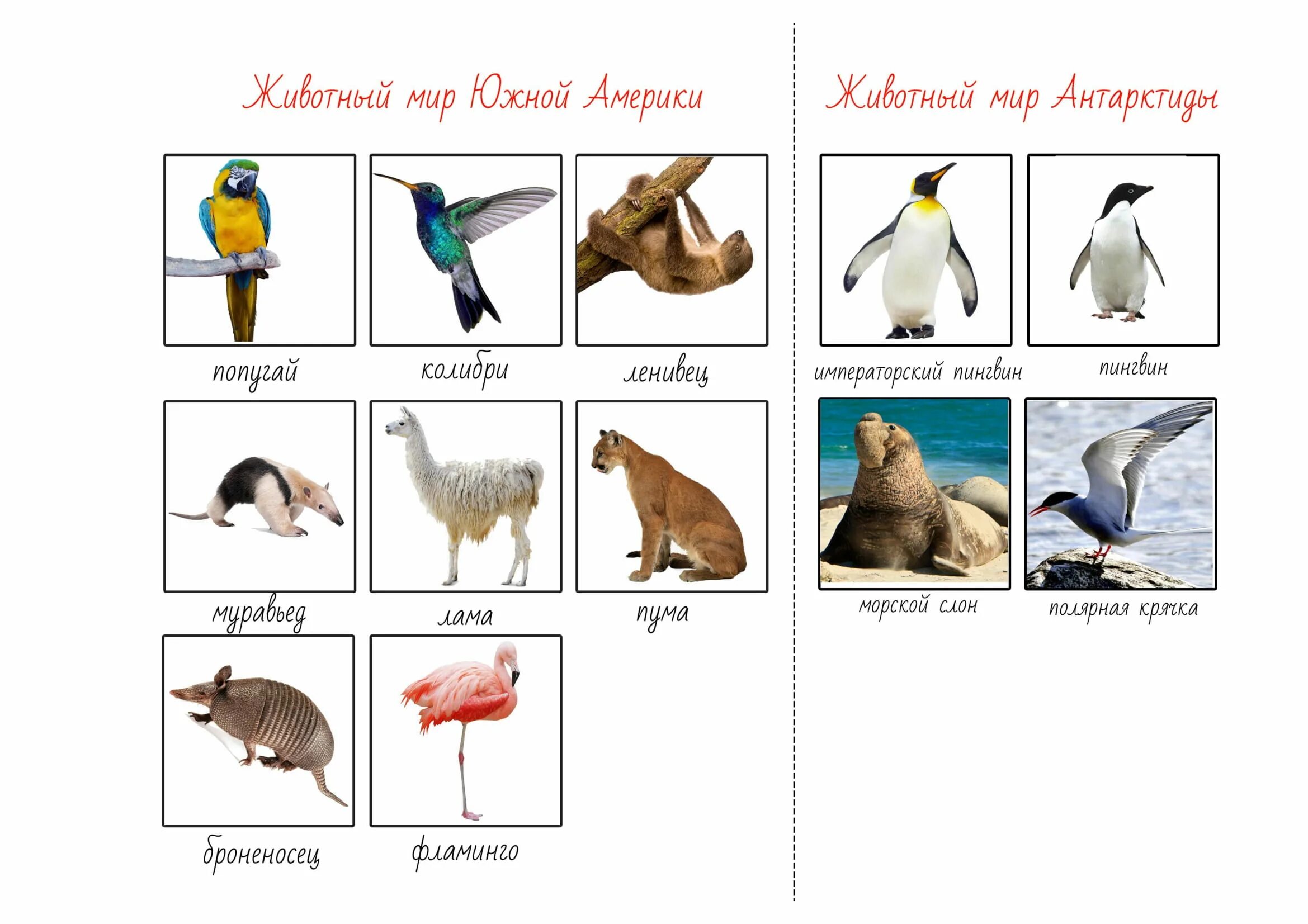 Животные и растения по материкам. Какие животные по материкам. Животные разных континентов карточки. Животные на материках таблица.