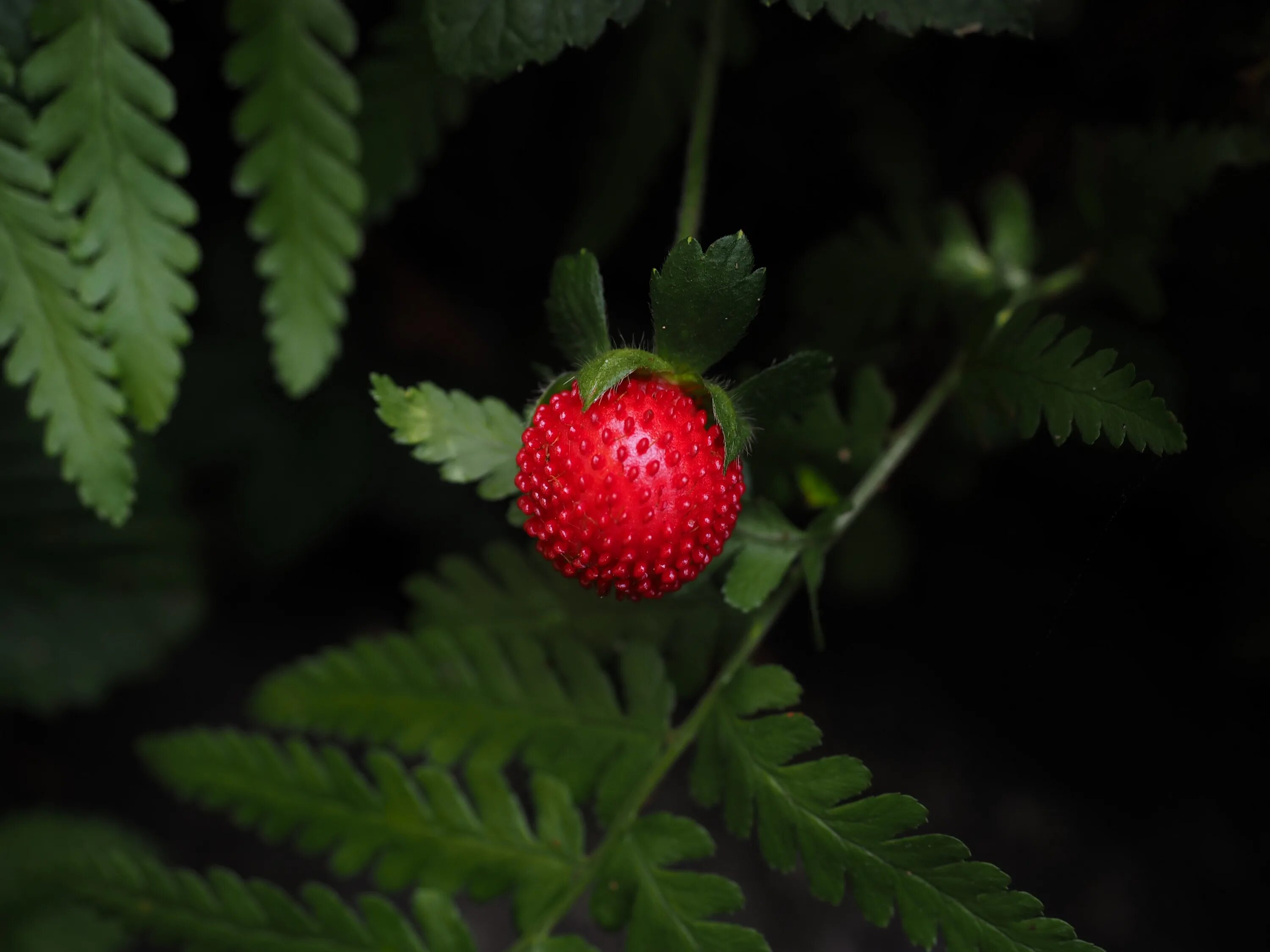 Малы ягоды земляники за то вкусны. Дюшенея индийская (Duchesnea Indica). Земляника. Клубника. Земляника макро.