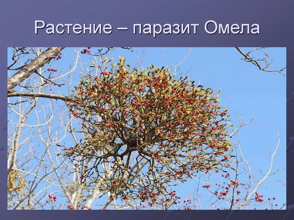 Омела паразит. Омела белая растения-паразиты. Омела полупаразит. Амела растение паразит. Плоды чудо дерево сканворд 5