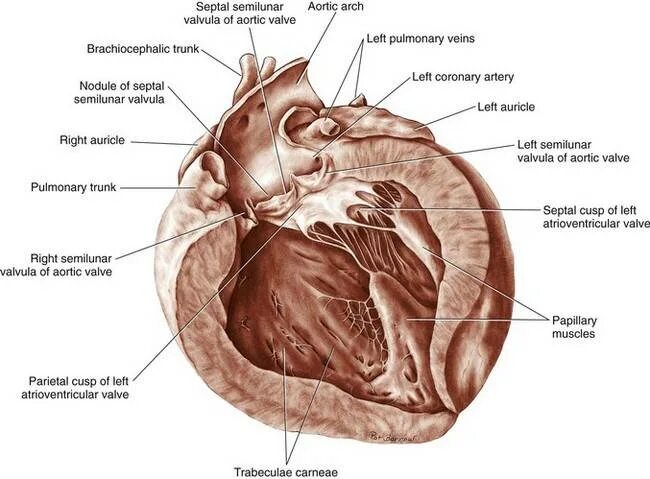 Анатомическое строение сердца собаки. Строение собачьего сердца. Строение сердца собак и кошек. Сердце собаки расположено