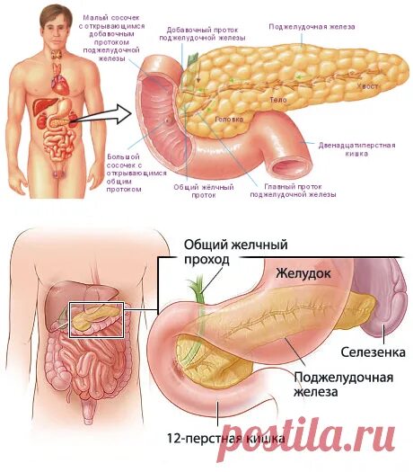 От чего может болеть поджелудочная. Биолит для поджелудочной железы. Болит поджелудочная железа. Болит ли поджелудочная железа.