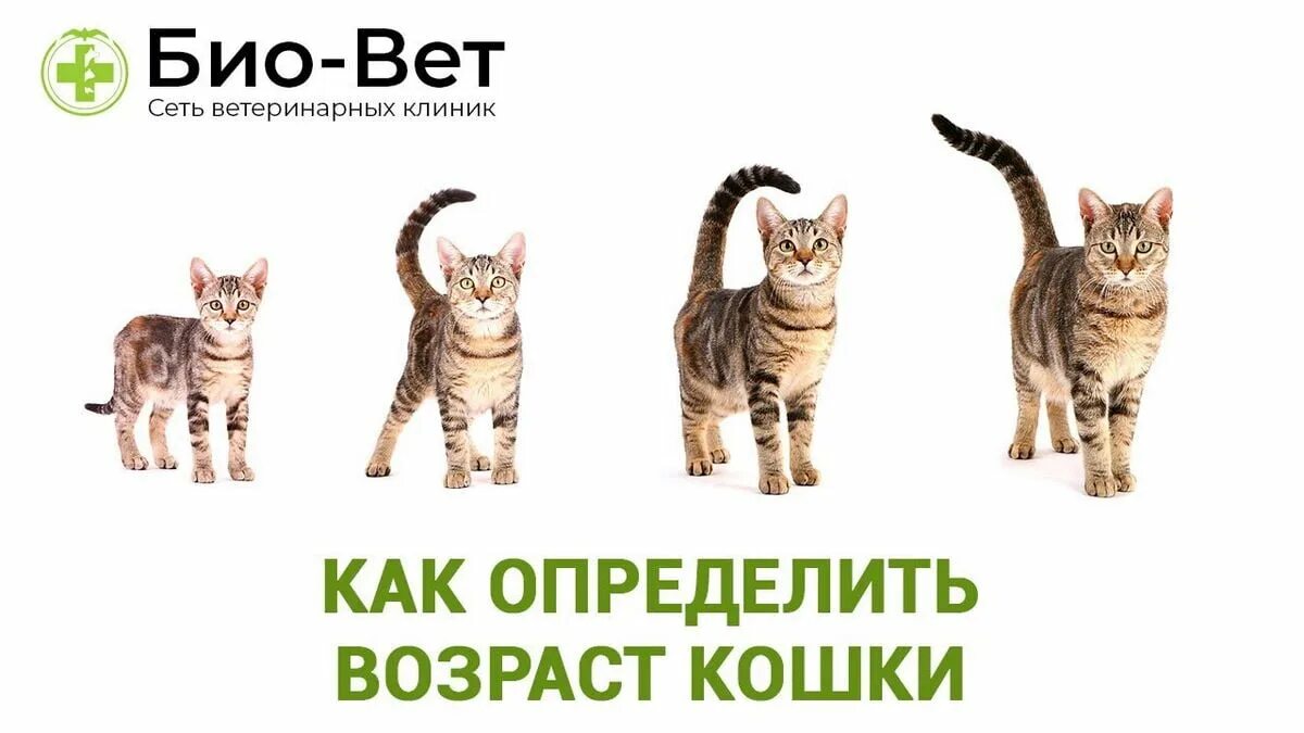 Котята по возрасту. Рост котят. Возраст котят по месяцам фото. Взросление кота по месяцам. Как определить Возраст котёнка по внешнему виду.