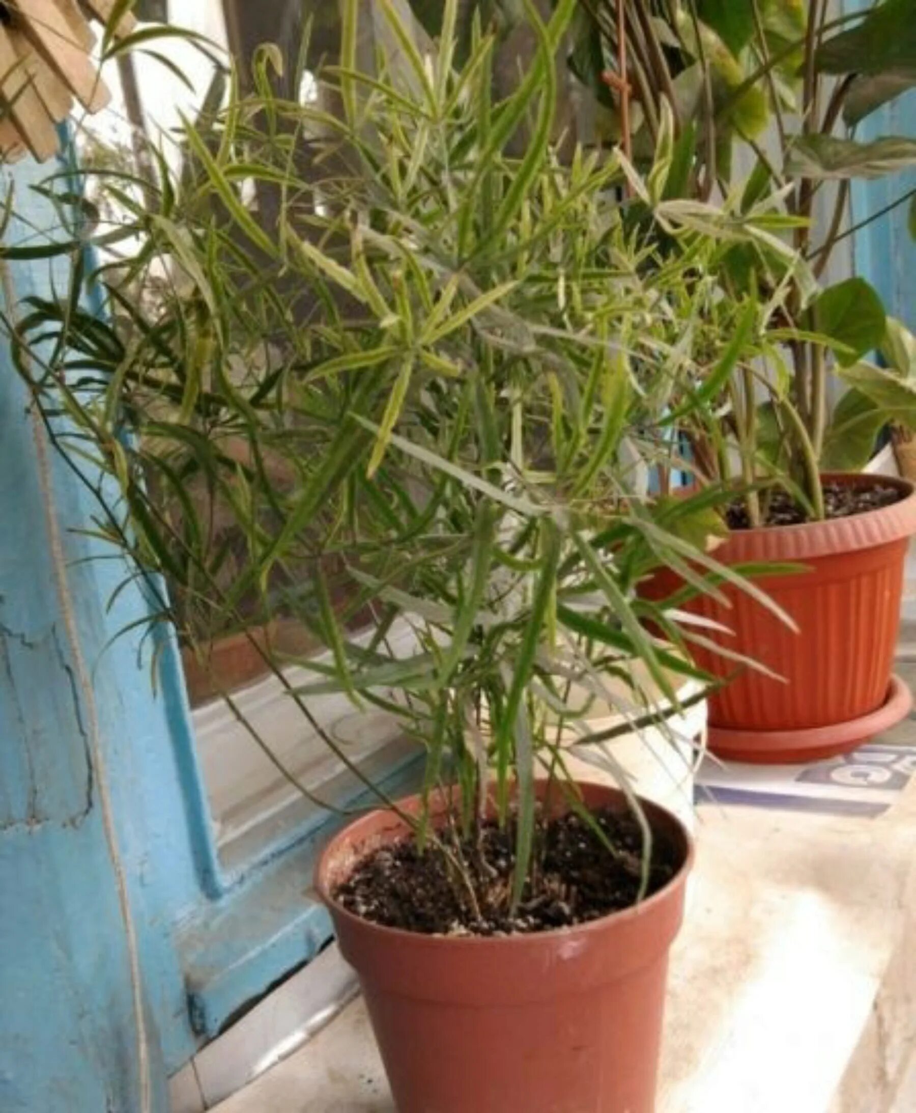 Аспарагус перистый. Аспарагус почему желтеют листья. Аспарагус желтеет. Аспарагус почему желтеют листья. Паутинный клещ на аспарагусе.