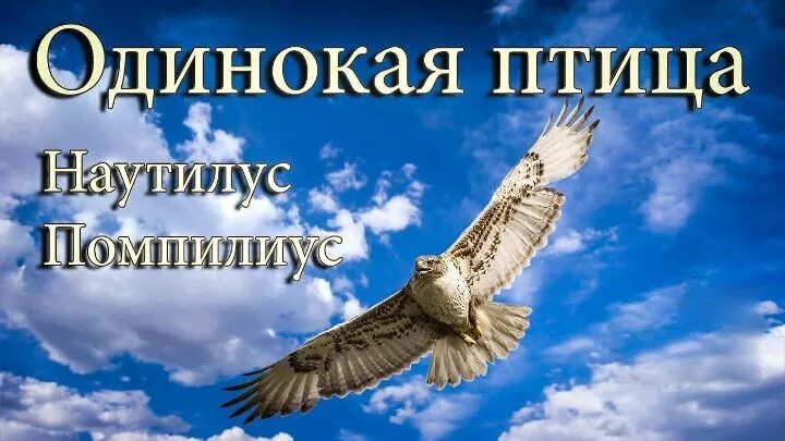 Бутусов одинокая птица. Наутилус Помпилиус одинокая птица. Одинокая птица. Наутилус птица. Песня одинокая птица Наутилус.