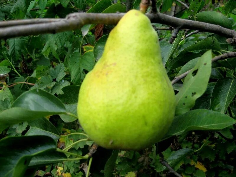 Груша Ленинградская купить